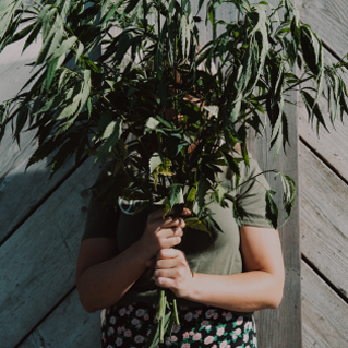 CBD Oils