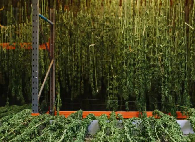 hemp processing