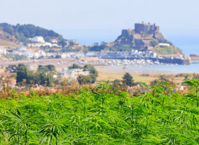 hemp field and beach in jersey