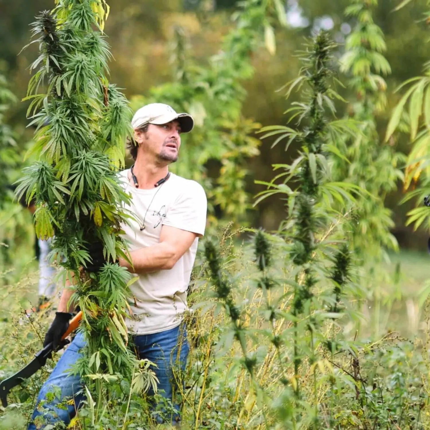 jersey hemp harvest