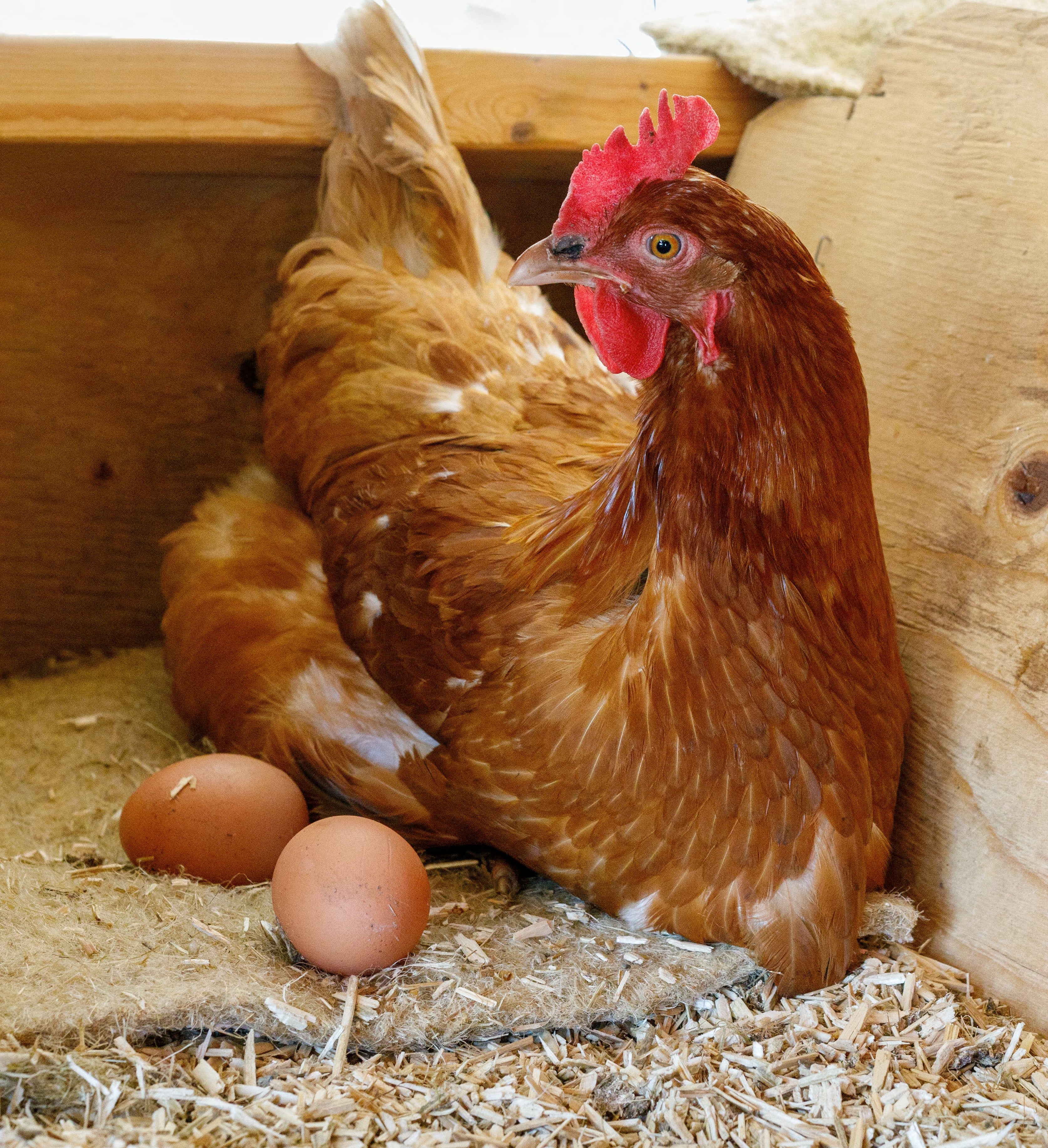 Poultry Nesting Sheet (13x13, 5-pack)