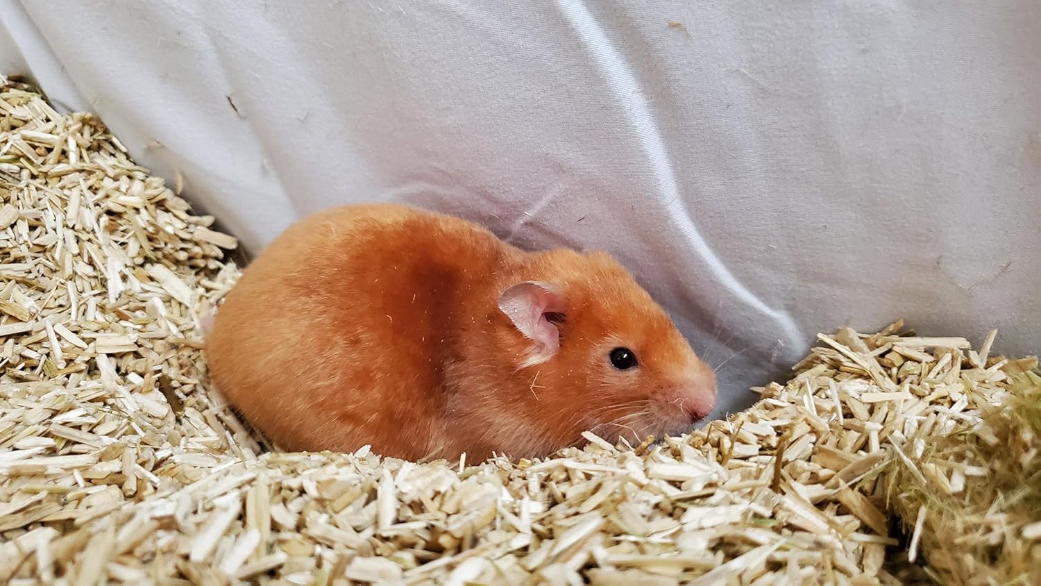 Small Animal Bedding 10L