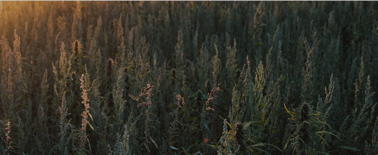 hemp plants